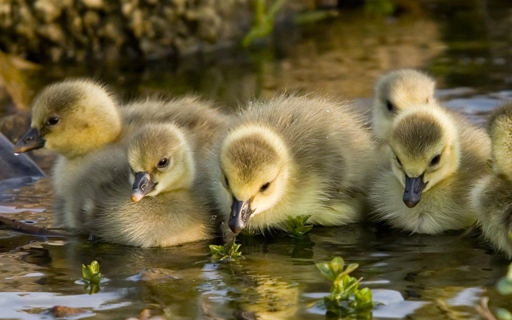 Сфера птицеводства в мире и лидирующие государства Изображение 91.2.jpg