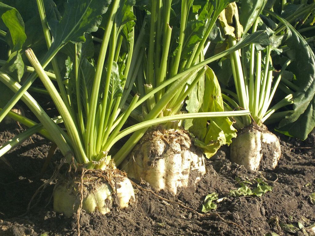 Изображение 8.2.jpeg Изображение 8.2.jpeg