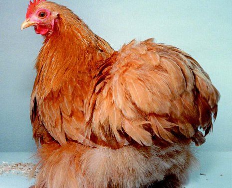 4d1a8b68a6ec51420b91c41336a61bd6.jpg 4d1a8b68a6ec51420b91c41336a61bd6.jpg