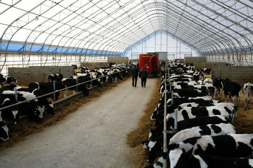 стоимость мяса стоимость мяса фото