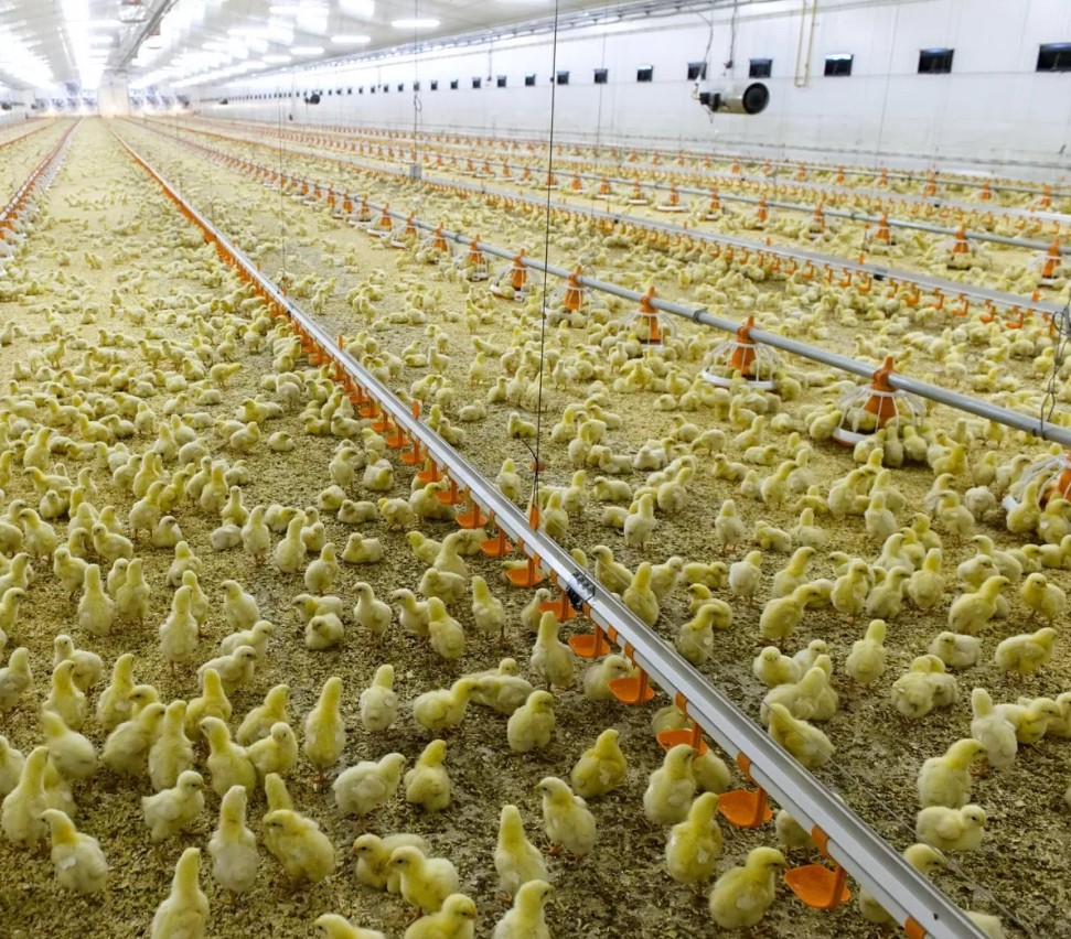 калужская птицефабрика калужская птицефабрика фото