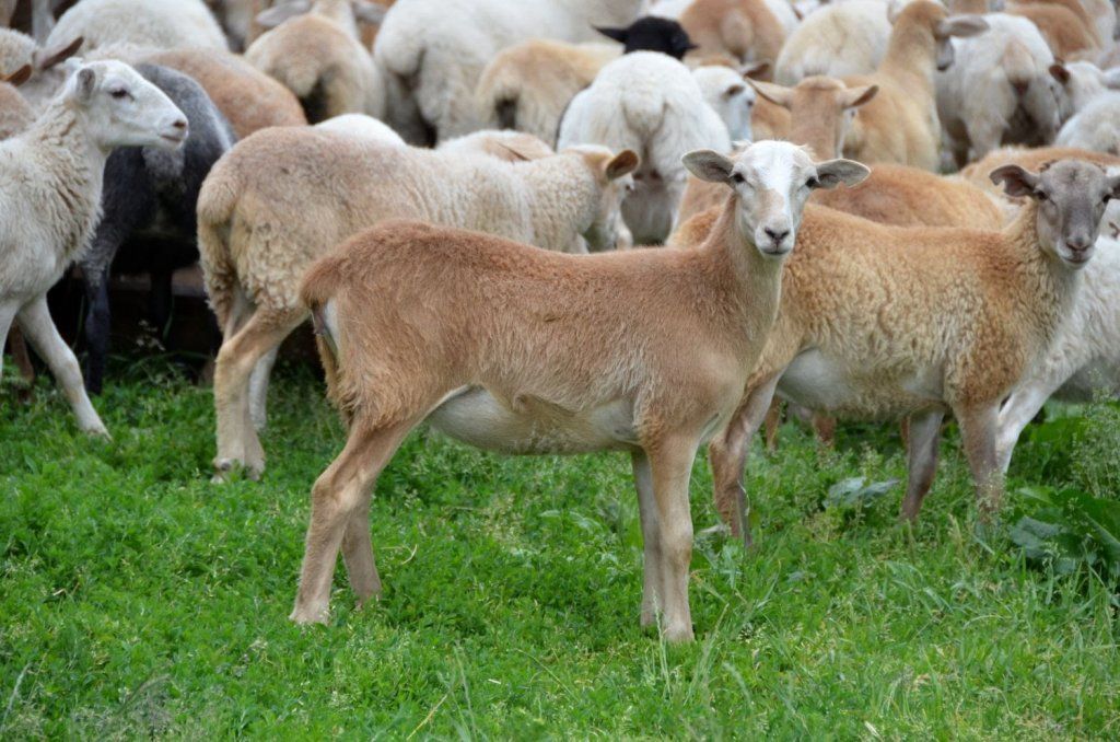 7 отечественных достижений селекции пополнили государственный реестр Российской Федерации овцеводство