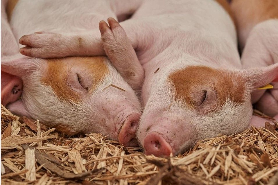 мясо свинины в бурятии картинка мясо свинины в бурятии фото